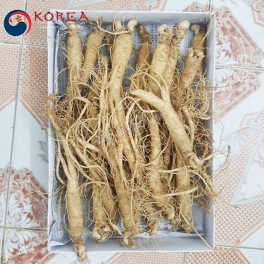 Sâm tươi hầm gà 20 - 40 củ 1 kg
